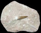 Fossil Plesiosaur (Zarafasaura) Tooth In Rock #56404-1